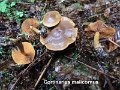 Cortinarius malicorius-amf531